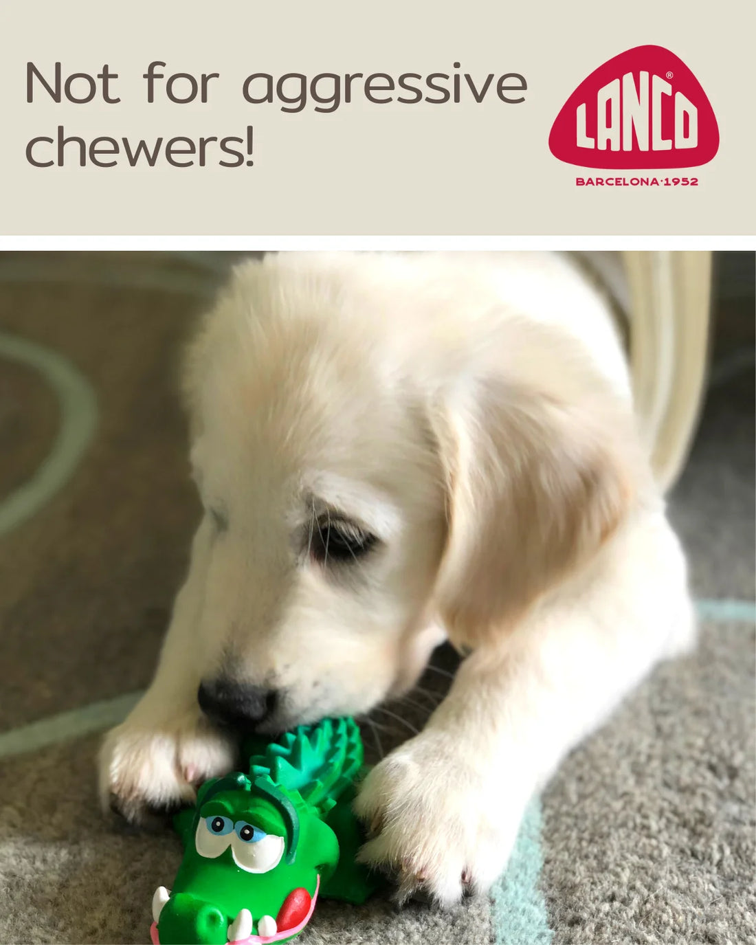 Gator Sensory Squeaky Dog Toy/Puppy Toy Natural Rubber (Latex) Lead-Free